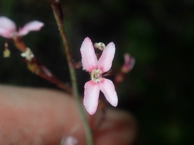 Stylidium ornatum, photographed by Thomas Mesaglio