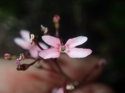 Stylidium ornatum, photographed by Thomas Mesaglio