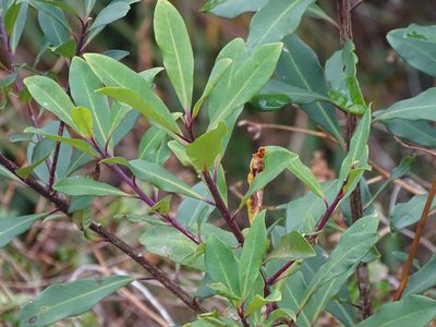 Myrsine melanophloeos, photographed by Shaun Swanepoel