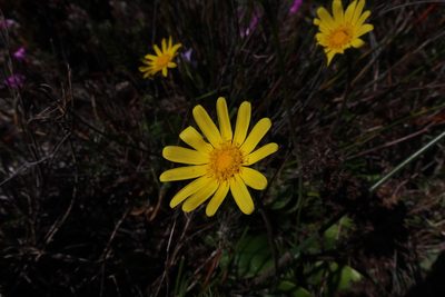 Othonna bulbosa, photographed by Diana Studer