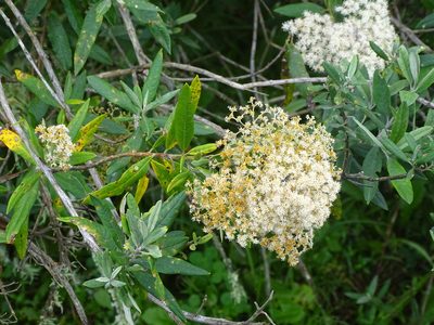 Buddleja saligna, photographed by Shaun Swanepoel