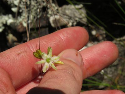 Urgineopsis salteri, photographed by Jeremy Gilmore