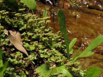Marchantia berteroana, photographed by Jeremy Gilmore
