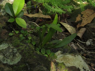 Pleopeltis macrocarpa, photographed by Jeremy Gilmore