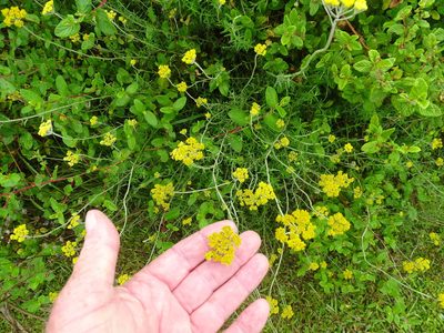Helichrysum cymosum, photographed by Shaun Swanepoel