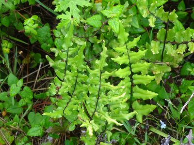 Choristosoria viridis, photographed by Shaun Swanepoel