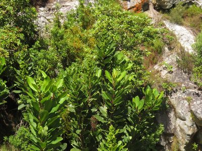 Laurophyllus capensis, photographed by Jeremy Gilmore