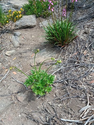 Trachymene composita, photographed by Nina Kerr