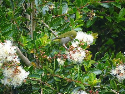 Syzygium australe, photographed by Shaun Swanepoel