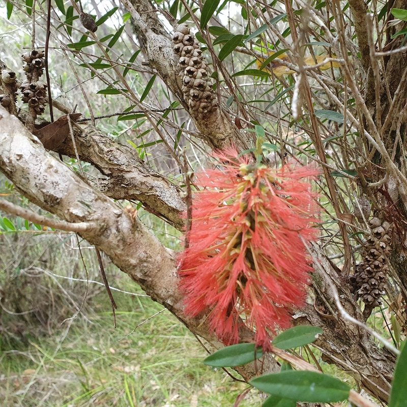 Melaleuca hypericifolia, photographed by ronavery