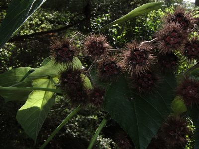Entelea arborescens, photographed by Saryu Mae 前 朝琉