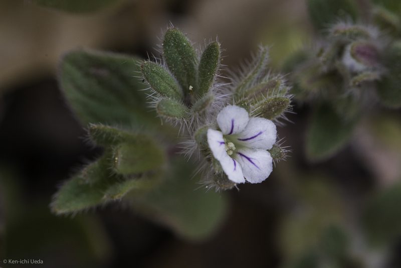 Phacelia phacelioides, photographed by Ken-ichi Ueda