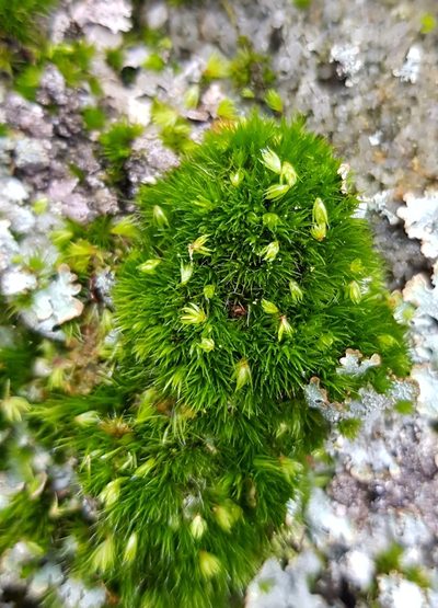 Campylopus flexuosus, photographed by Helen Waterman