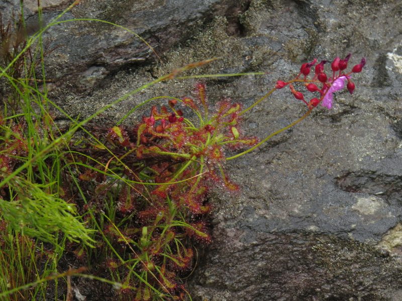 Drosera glabripes, photographed by Jeremy Gilmore