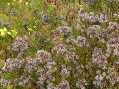 Serruria ascendens, photographed by Jeremy Gilmore