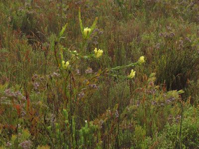 Gnidia pinifolia, photographed by Jeremy Gilmore