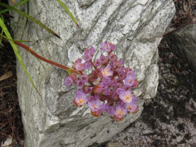 Dilatris pillansii, photographed by Jeremy Gilmore