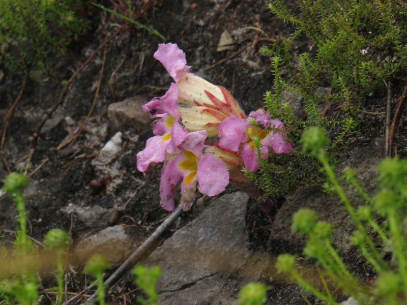Harveya purpurea, photographed by Jeremy Gilmore