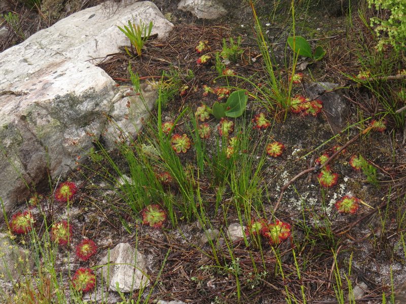Drosera xerophila, photographed by Jeremy Gilmore