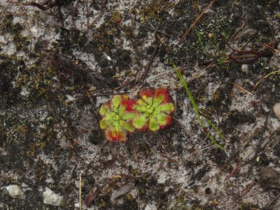 Drosera xerophila, photographed by Jeremy Gilmore