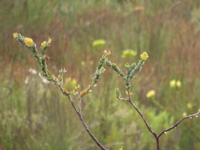Thesium euphorbioides, photographed by Jeremy Gilmore