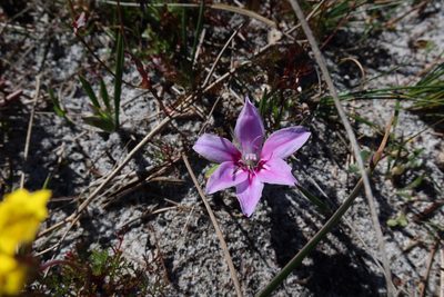 Babiana ambigua, photographed by Diana Studer