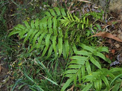 Parablechnum novae-zelandiae, photographed by Saryu Mae 前 朝琉