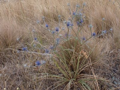 Eryngium ovinum, photographed by Nina Kerr