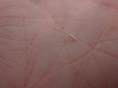 Pentapogon quadrifidus, photographed by Nina Kerr
