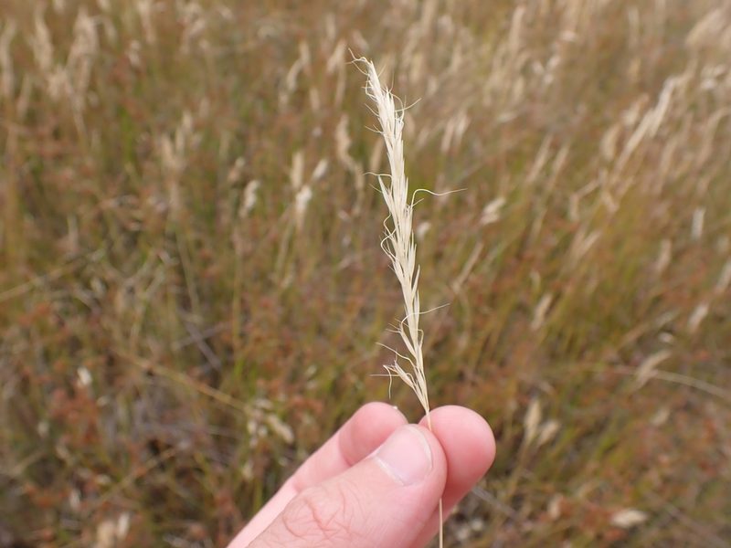 Pentapogon quadrifidus, photographed by Nina Kerr