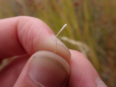 Pentapogon quadrifidus, photographed by Nina Kerr