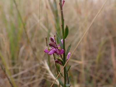 Comesperma polygaloides, photographed by Nina Kerr
