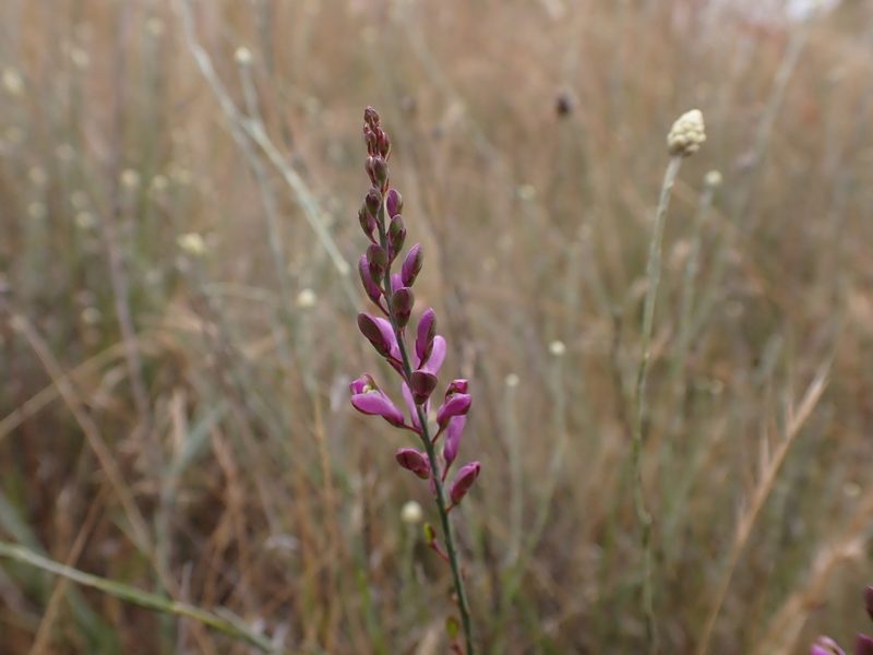 Comesperma polygaloides, photographed by Nina Kerr