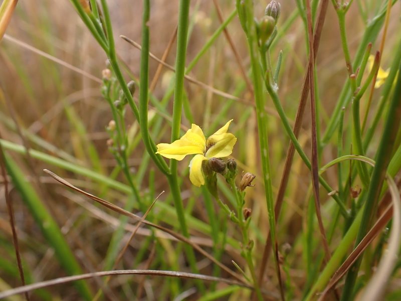 Goodenia gracilis, photographed by Nina Kerr