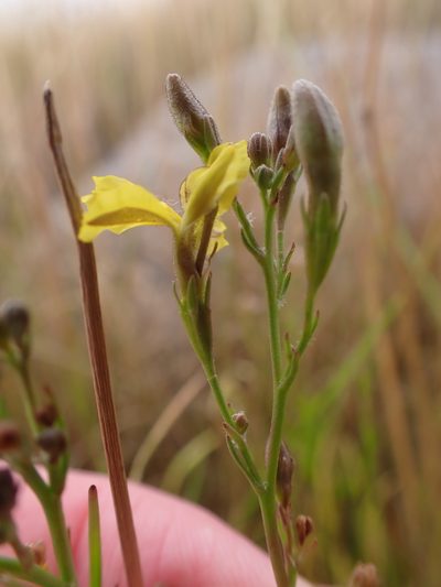 Goodenia gracilis, photographed by Nina Kerr