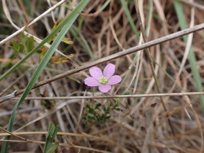 Geranium retrorsum, photographed by Nina Kerr