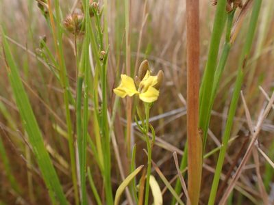 Goodenia gracilis, photographed by Nina Kerr