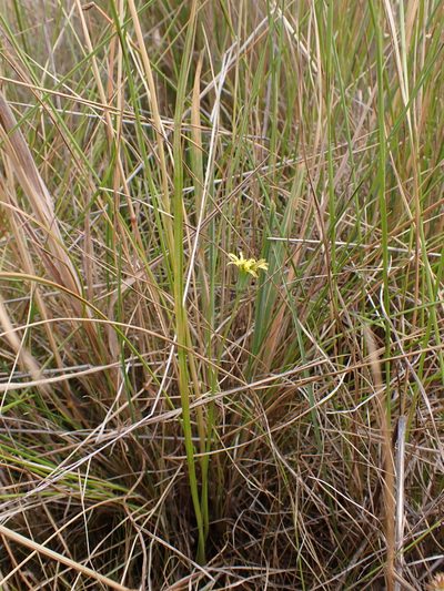 Microseris scapigera, photographed by Nina Kerr