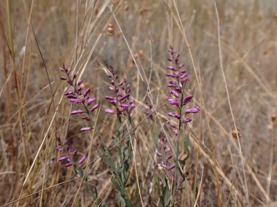 Comesperma polygaloides, photographed by Nina Kerr