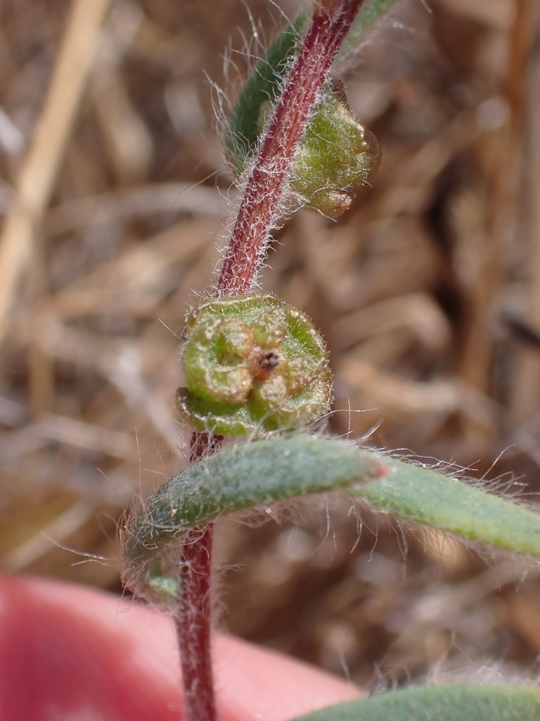 Maireana enchylaenoides, photographed by Nina Kerr