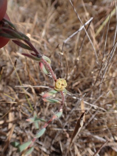 Maireana enchylaenoides, photographed by Nina Kerr