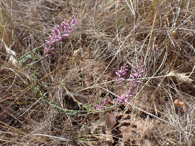 Comesperma polygaloides, photographed by Nina Kerr