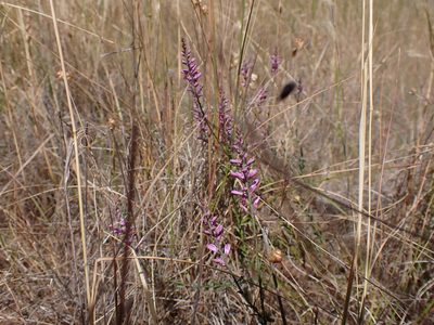 Comesperma polygaloides, photographed by Nina Kerr