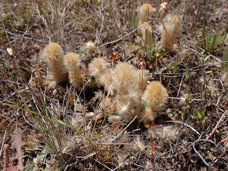 Ptilotus spathulatus, photographed by Nina Kerr