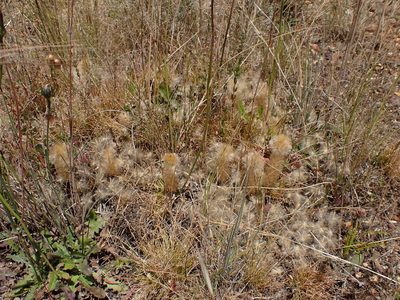 Ptilotus spathulatus, photographed by Nina Kerr