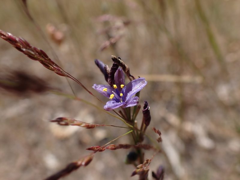 Caesia calliantha, photographed by Nina Kerr
