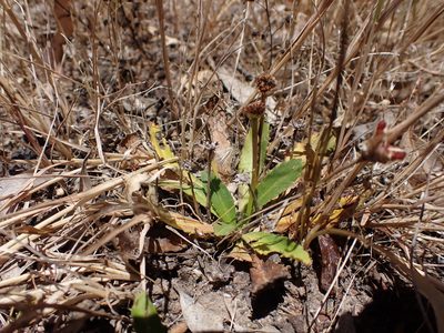 Solenogyne dominii, photographed by Nina Kerr