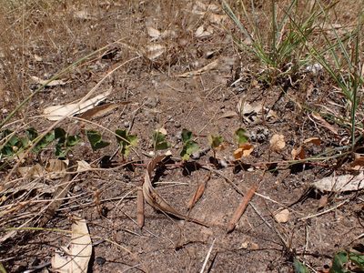 Kennedia prostrata, photographed by Nina Kerr