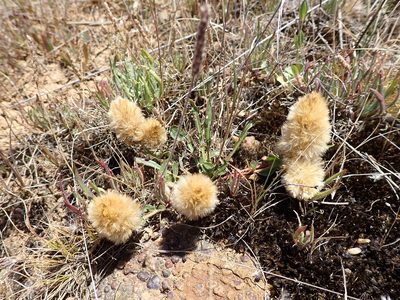Ptilotus spathulatus, photographed by Nina Kerr