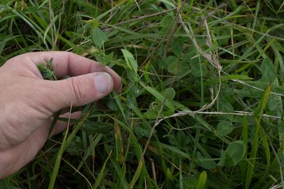 Lathyrus aphaca, photographed by Tim Johnson
